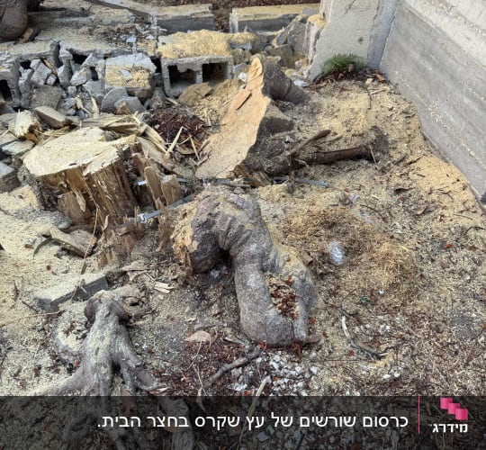 שאריות גזע עץ שנכרת ונסורת מעבודת כריתה וכרסום גזעים
